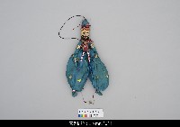 藏品(印度傀儡人物)的圖片